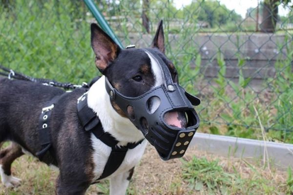 Kožený náhubok Amstaff, Pitbull, Bullterier - Image 4